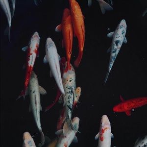 Meet your Posher, Kevin